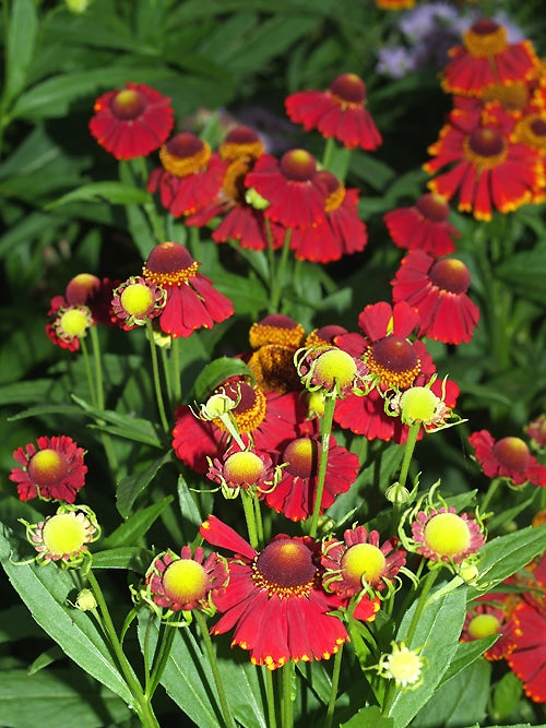 HELENIUM 'RED JEWEL'