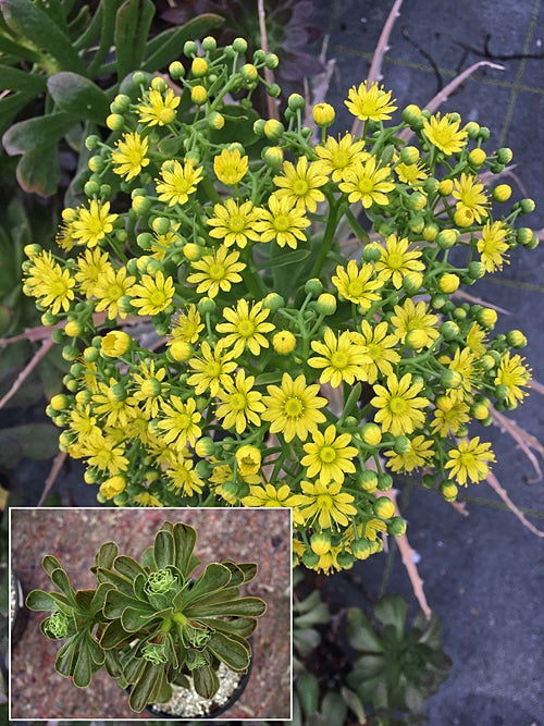 AEONIUM RUBROLINEATUM