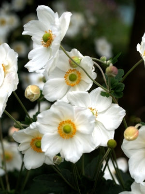 ANEMONE x HYBRIDA 'ANDREA ATKINSON'