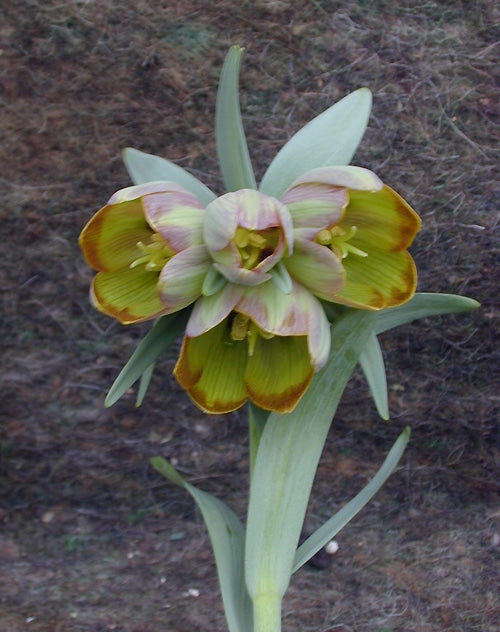 FRITILLARIA PONTICA