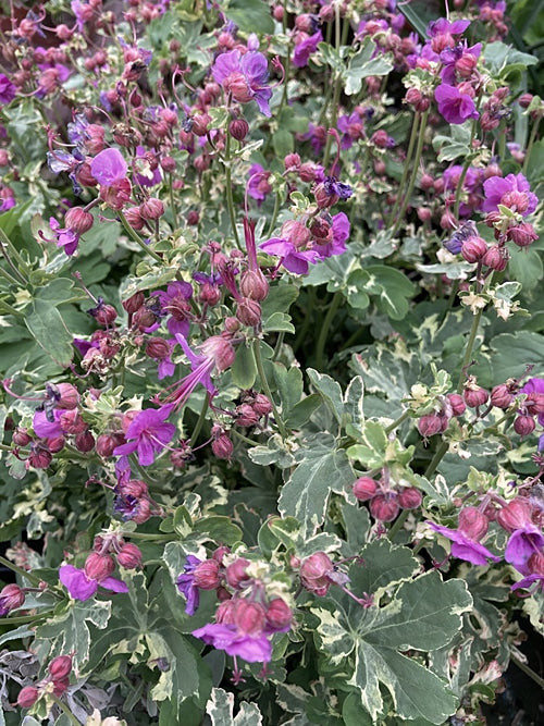 GERANIUM MACRORRHIZUM 'VARIEGATUM'