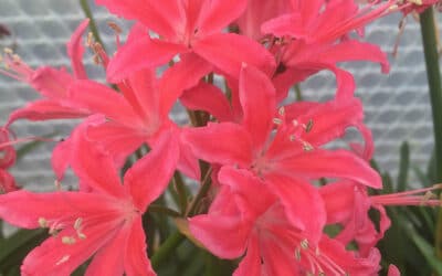NERINE 'STOKE CHARITY'