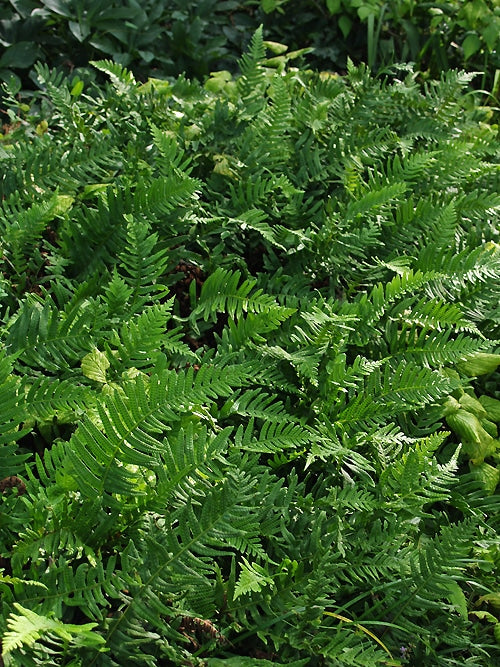 POLYPODIUM CAMBRICUM