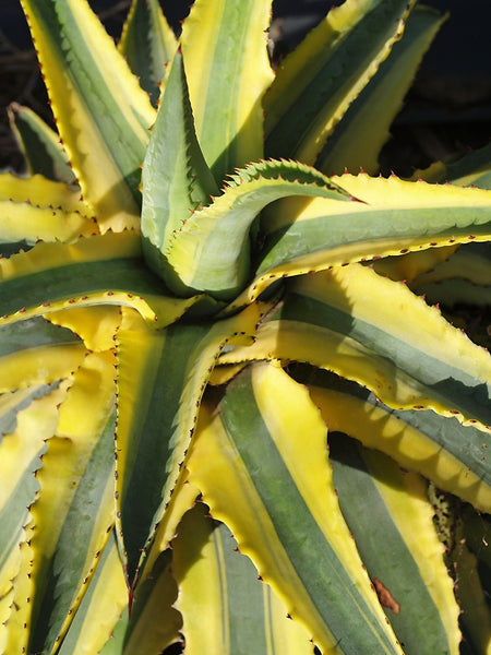 Buy Agave Cornelius | Compact Variegated Agave – Cotswold Garden