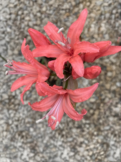 NERINE 'DEFFORD'