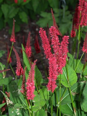 PERSICARIA AMPLEXICAULIS 'BLACKFIELD'