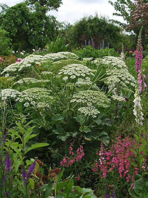 HERACLEUM STEVENII RCB UA-25