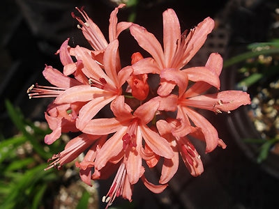 NERINE 'KENILWORTH'