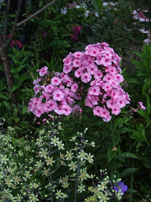 PHLOX PANICULATA 'HERBSTWALZER'