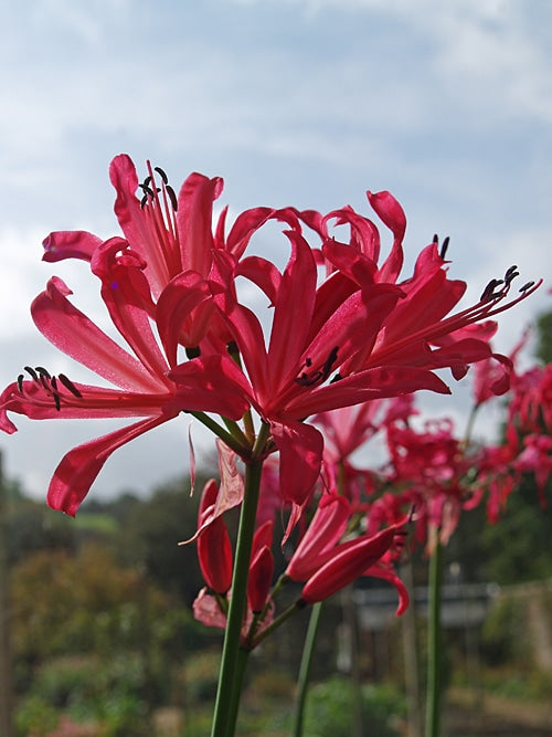 NERINE 'RUSHMERE STAR'