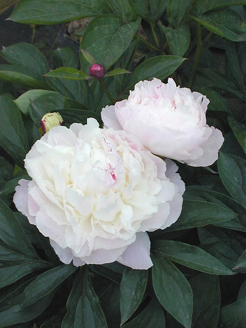 PAEONIA LACTIFLORA 'SHIRLEY TEMPLE'