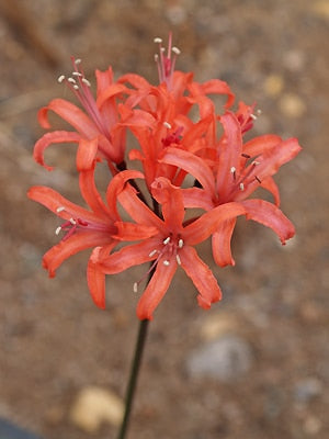 NERINE 'SMOKEY SPECIAL'