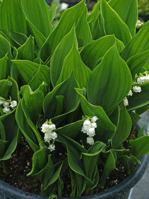 CONVALLARIA MAJALIS 'HARDWICK HALL'