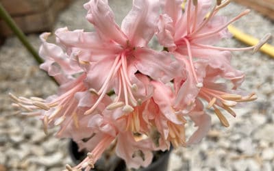 NERINE 'ANGELICO'