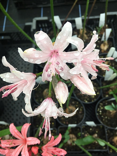 NERINE 'HANLEY CASTLE'