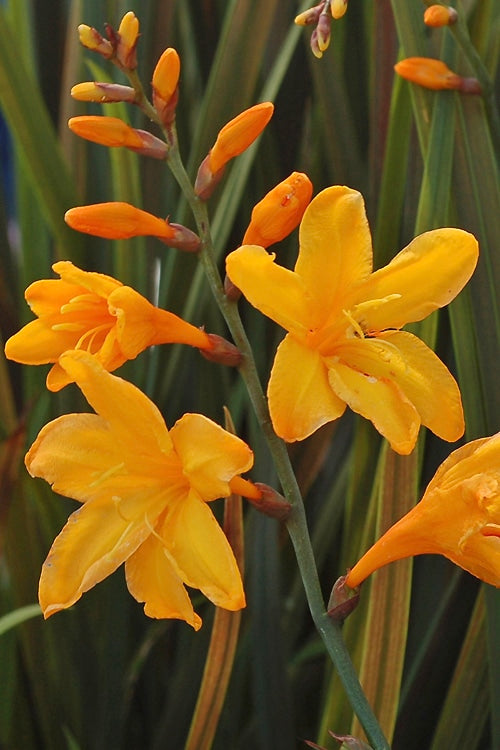 CROCOSMIA 'TWILIGHT FAIRY GOLD'