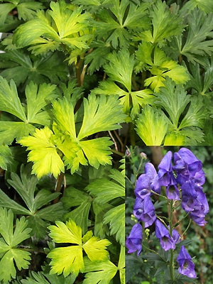 ACONITUM CARMICHAELII 'RIVER OUSE'