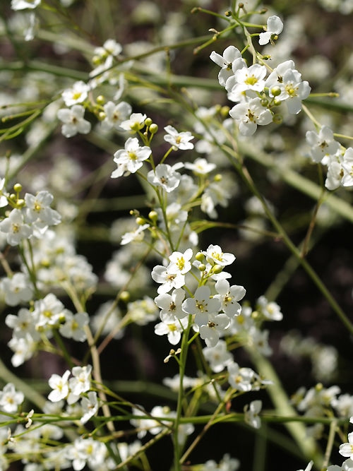 CRAMBE CORDIFOLIA