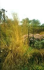 MOLINIA CAERULEA subsp.ARUNDINACEA 'KARL FOERSTER'