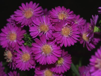 SYMPHYOTRICHUM 'PIXIE RED EYE'