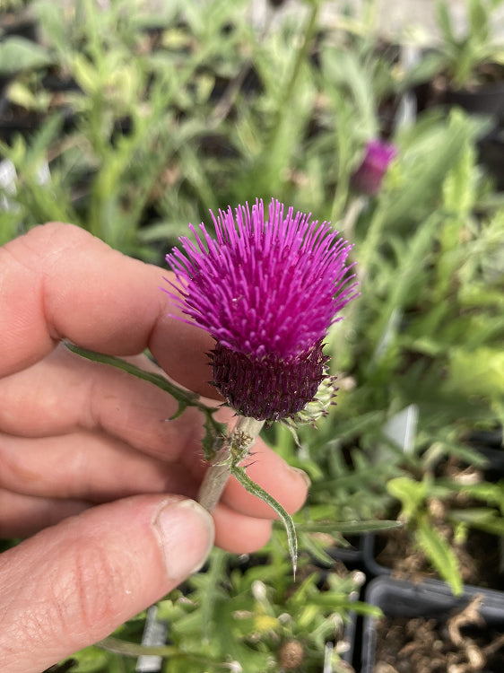 Cirsium rivulare 'Trevor's Blue Wonder'