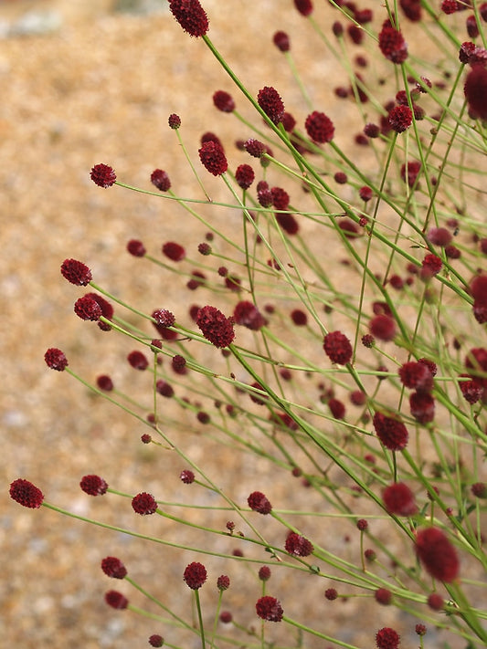 SANGUISORBA OFFICINALIS CDC 292