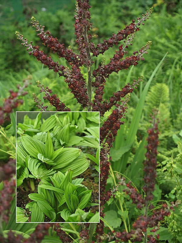 VERATRUM NIGRUM