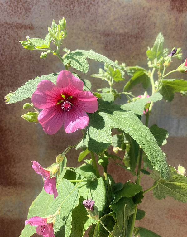Buy Anisodontea 'El Royo' | Pink Cape Mallow Shrub