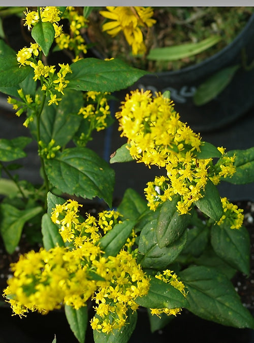 SOLIDAGO FLABELLIFORMIS