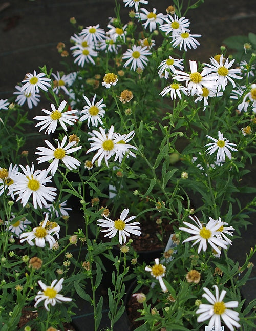 KALIMERIS 'MON JARDIN'