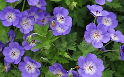 GERANIUM 'ROZANNE'