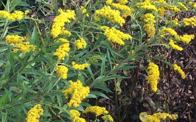 SOLIDAGO RUGOSA 'DENNIS STRANGE'