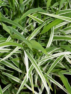 PANICUM VIRGATUM 'WOOD'S VARIEGATED'