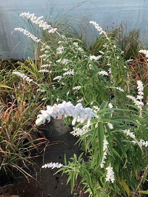 SALVIA LEUCANTHA 'WHITE MISCHIEF'