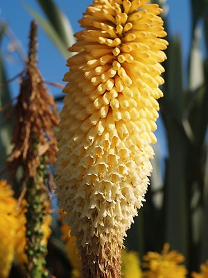 KNIPHOFIA 'JESS'S DELIGHT'