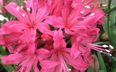 NERINE 'NERO'
