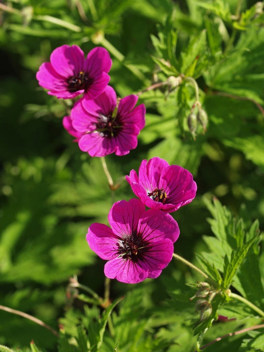 GERANIUM PSILOSTEMON