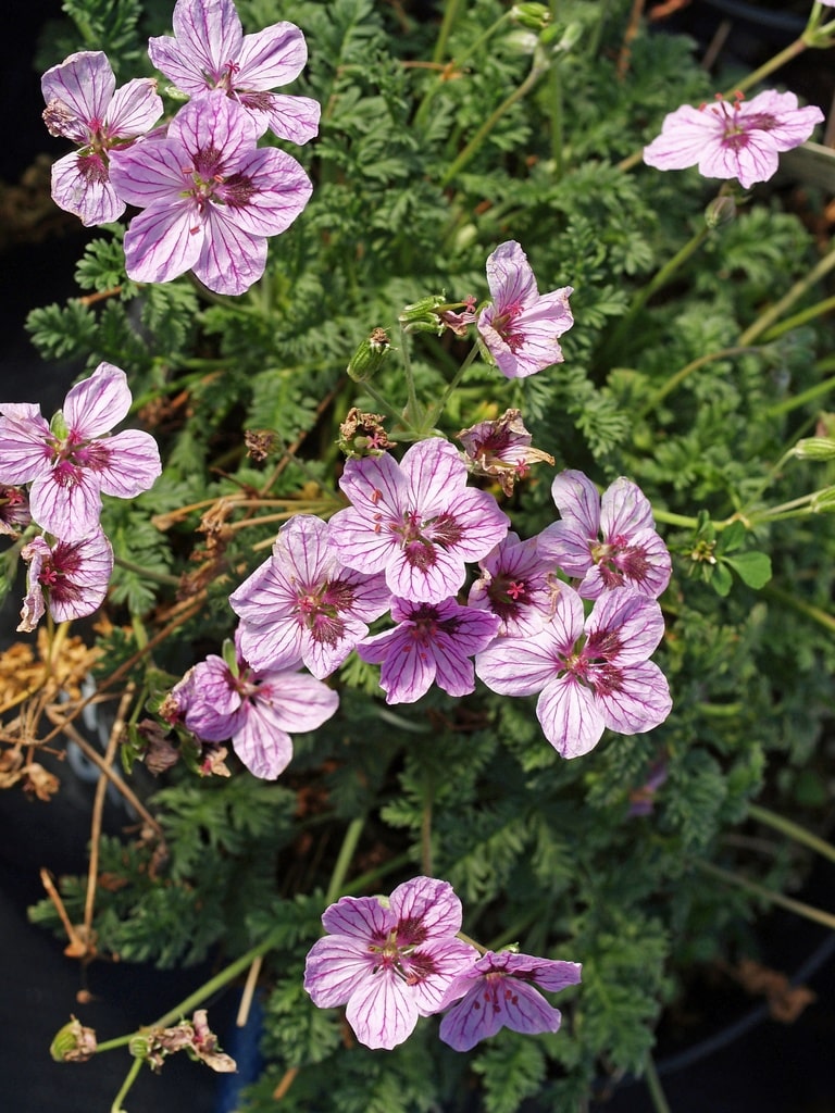 ERODIUM 'SPANISH EYES'