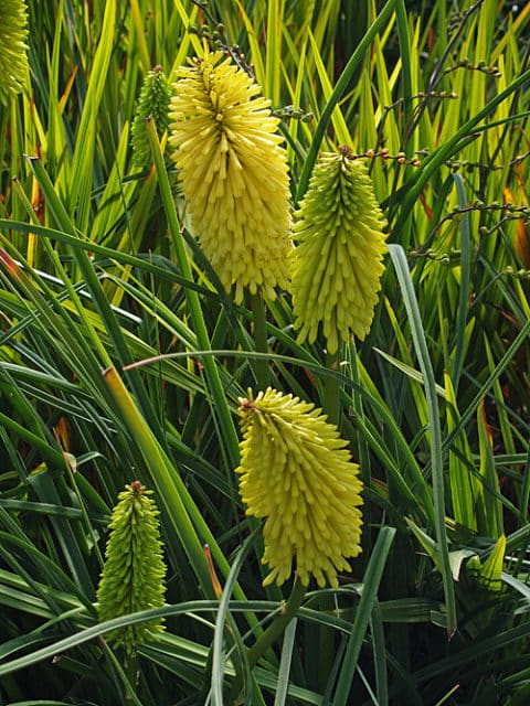 KNIPHOFIA 'NEW SENSATION'