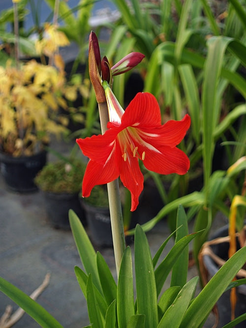 HIPPEASTRUM 'SONATINI VALENTINO'