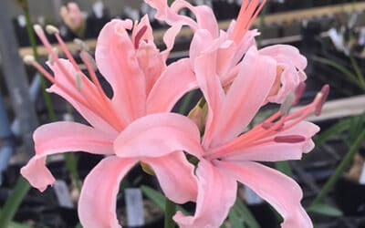 NERINE 'ALRESFORD' 161