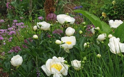 PAEONIA LACTIFLORA 'JAN VAN LEEUWEN'