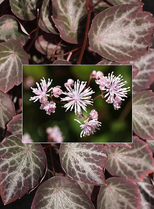 THALICTRUM ICHANGENSE