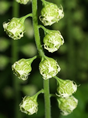 TELLIMA GRANDIFLORA