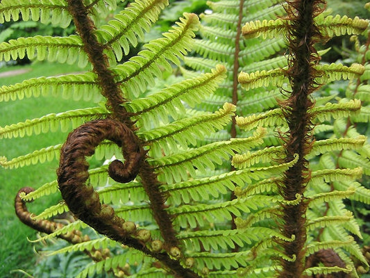 DRYOPTERIS WALLICHIANA