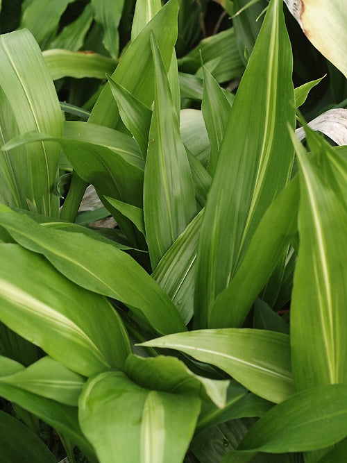 ASPIDISTRA ELATIOR 'LENNON'S SONG'