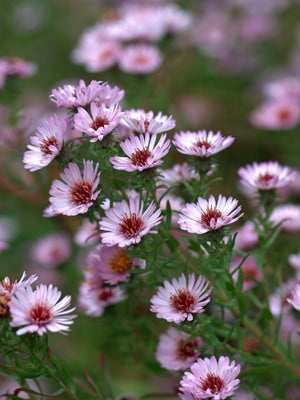 SYMPHYOTRICHUM 'KYLIE'