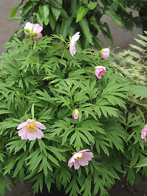 PAEONIA VEITCHII var.WOODWARDII