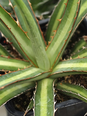 AGAVE LECHUGUILLA