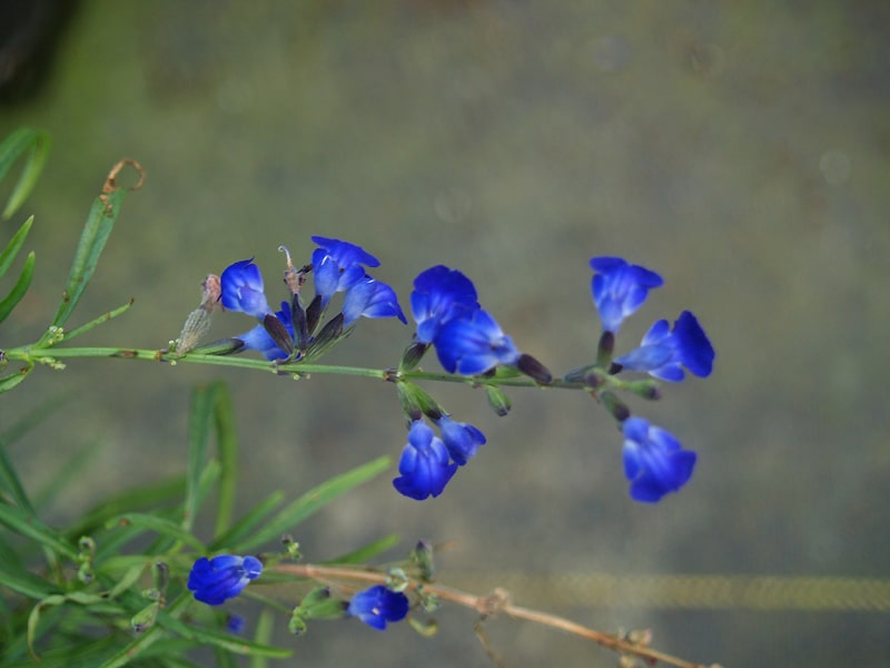 SALVIA REPTANS WEST TEXAS FORM